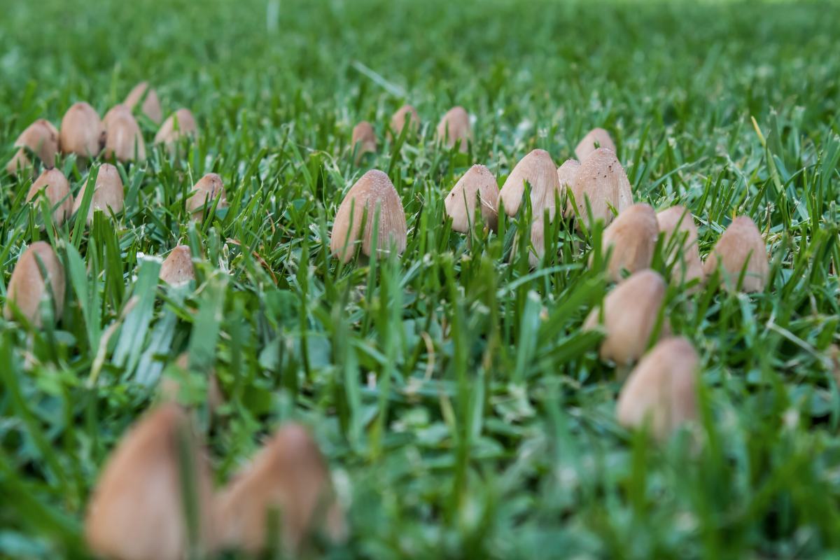 Kill Mushrooms in Grass: Garden How-To